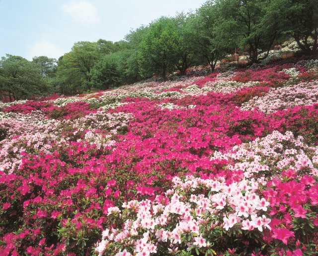 道の駅「西山公園」 エリア