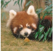  道の駅「西山公園」 エリア